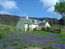 Bluebells at the Tophouse